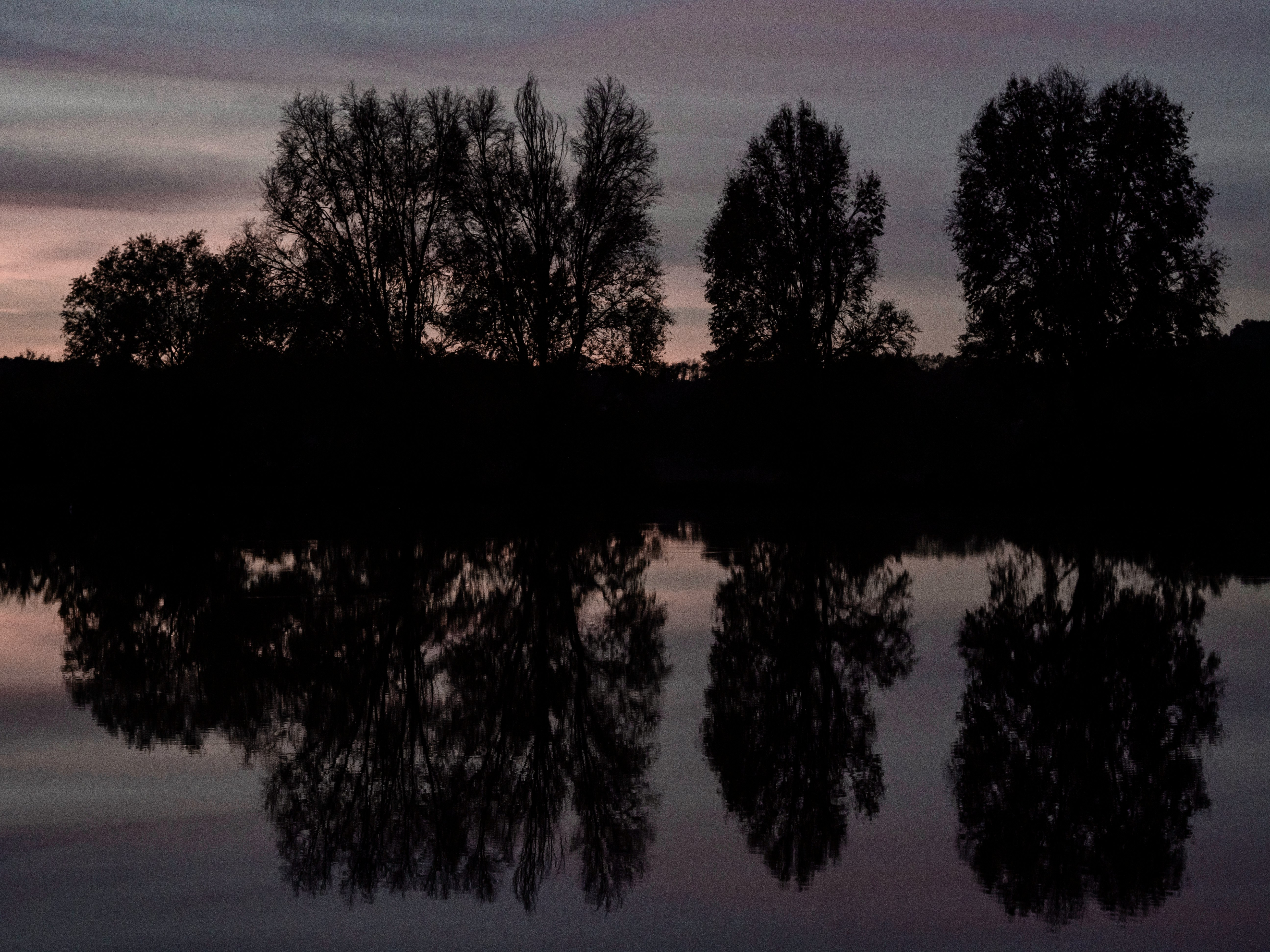 green trees beside body of water during daytime